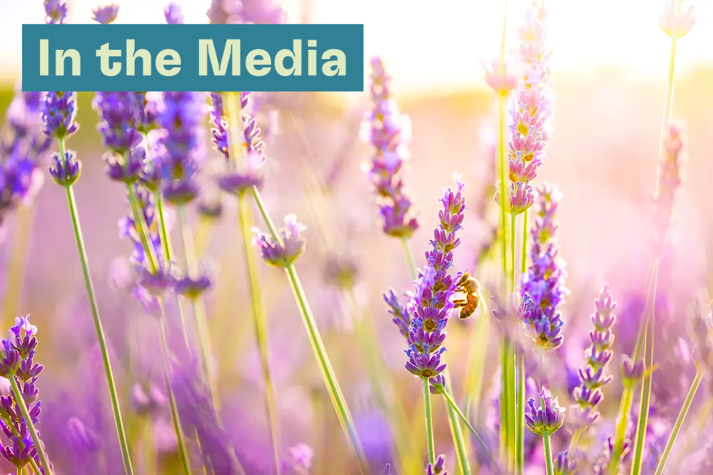 close up of lavender flowers in sunlight