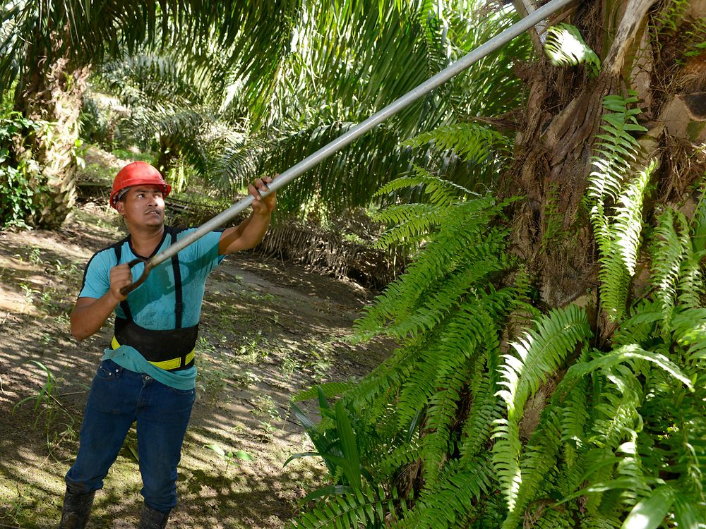muž  sklízející plody palem v palmovém lese