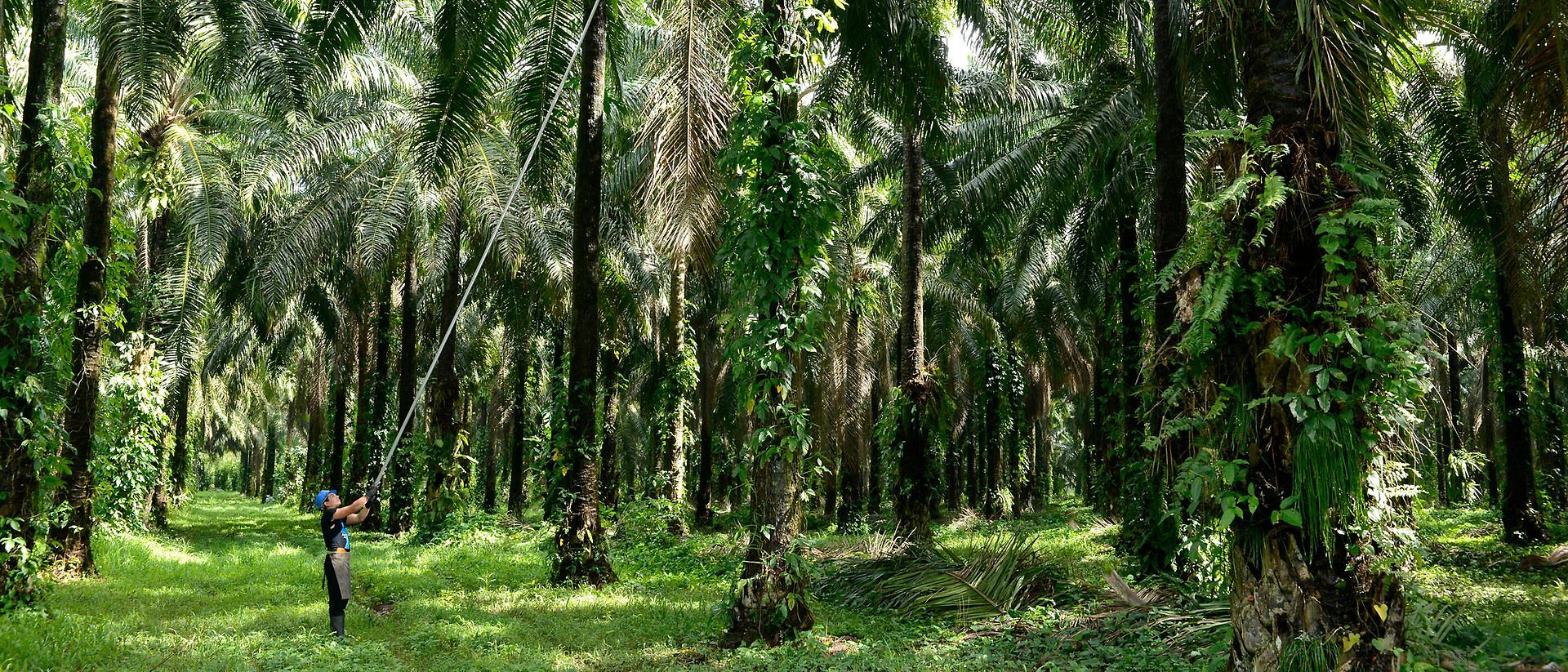 Hombre recogiendo frutos de palma en el bosque de palmeras
