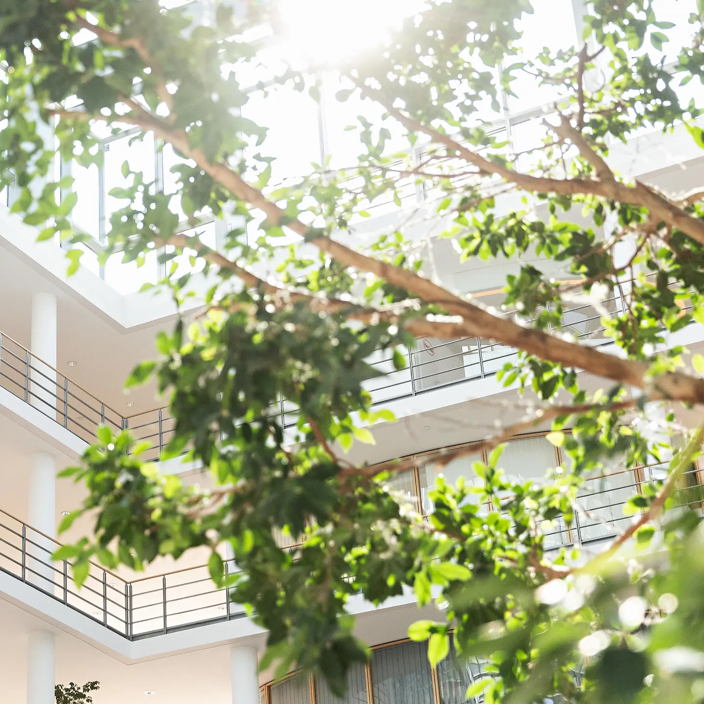 tree against sunlight
