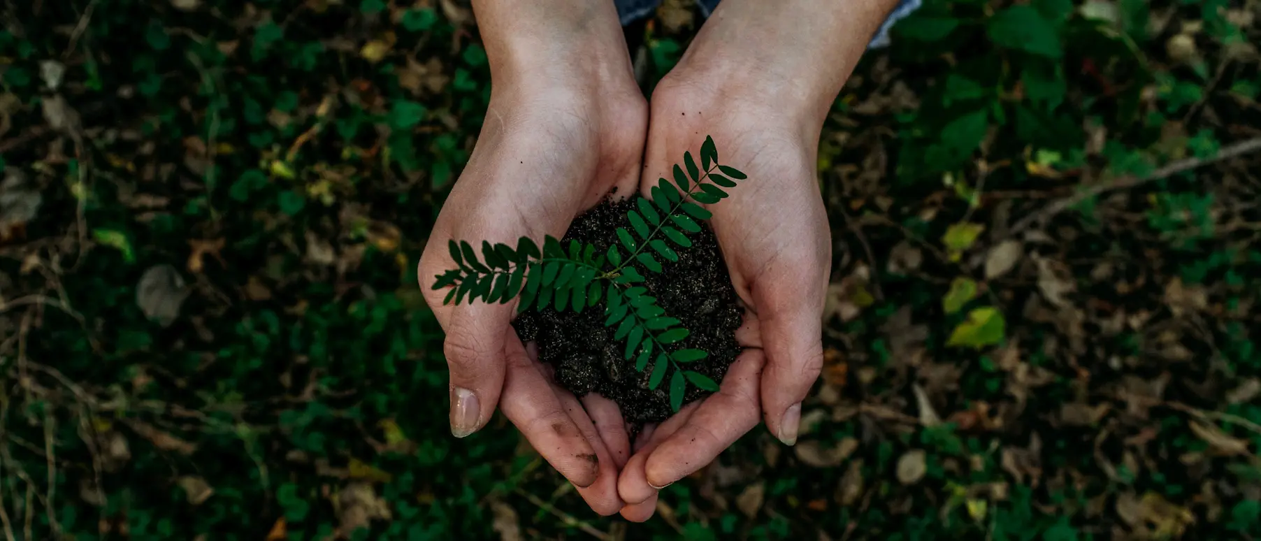 hands holding soil