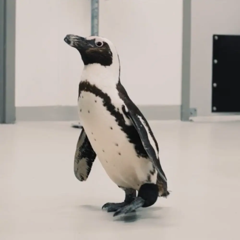 Purps the penguin