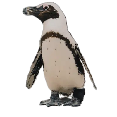 Purps the penguin with her boot on