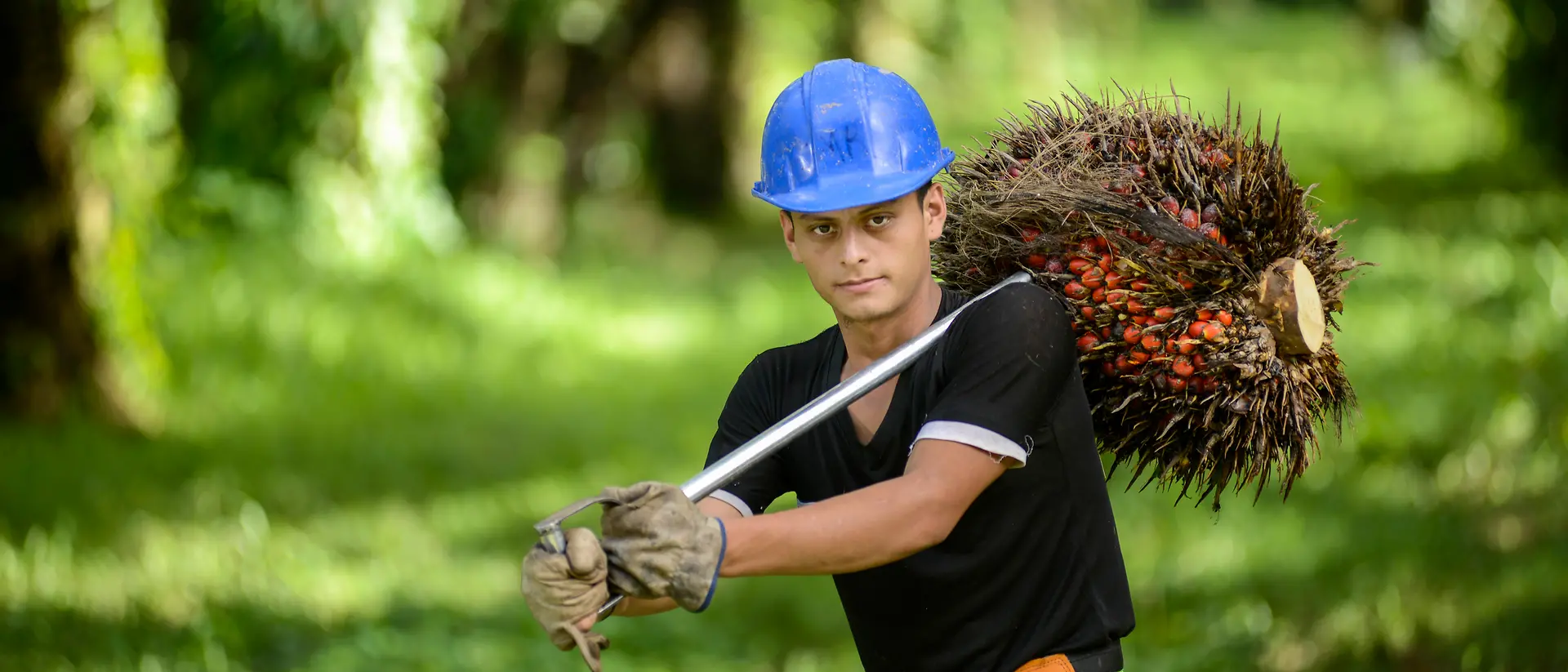 戴著藍色頭盔的工人在棕櫚種植園肩背棕櫚果實