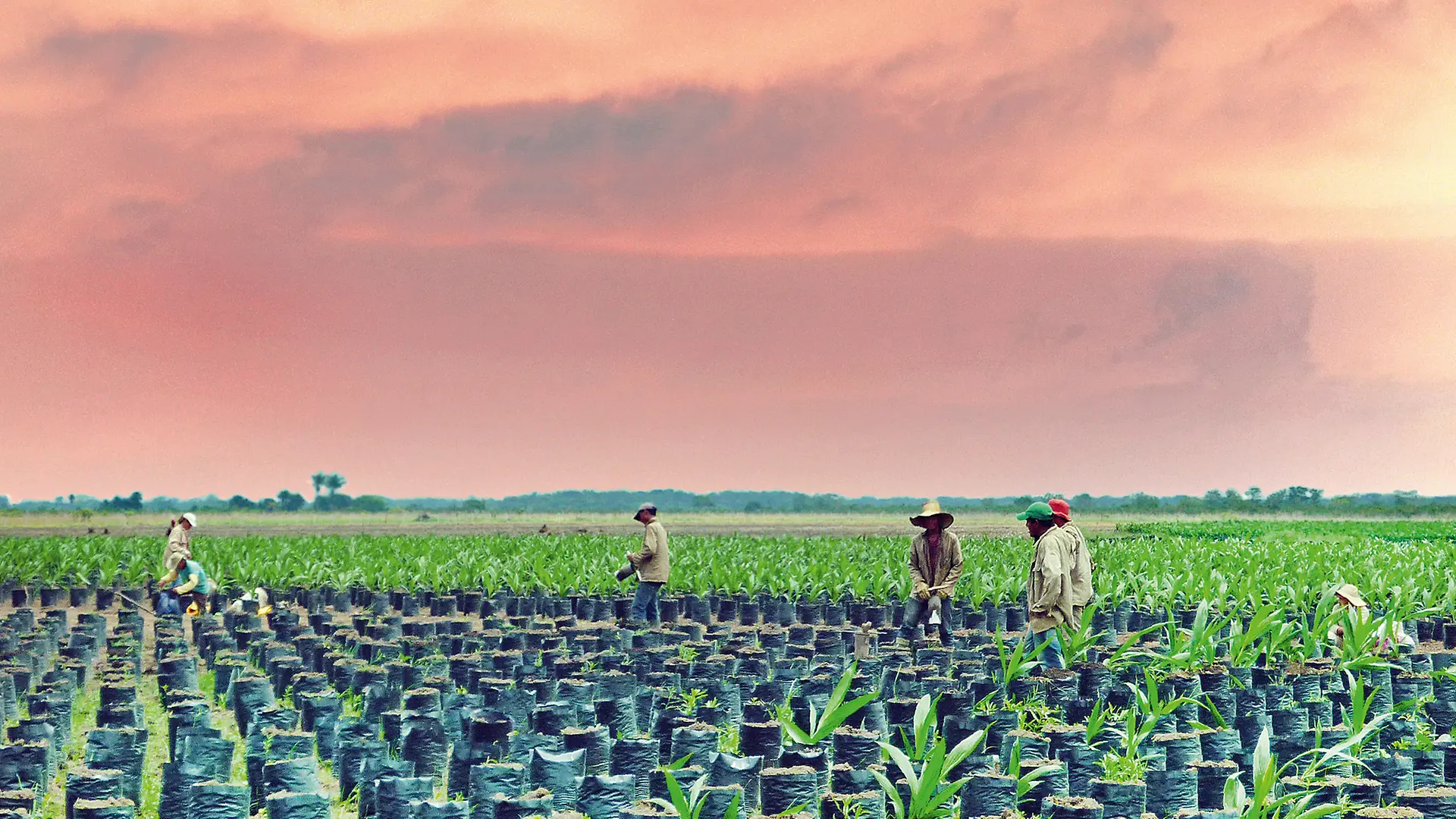 Farmers work in a field, cultivating palm oil