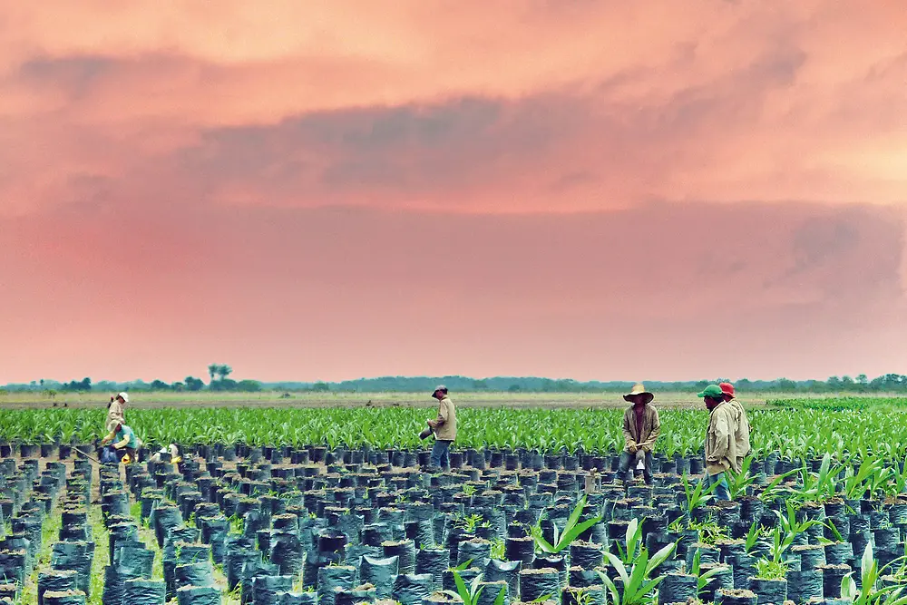 Farmers work in a field, cultivating palm oil