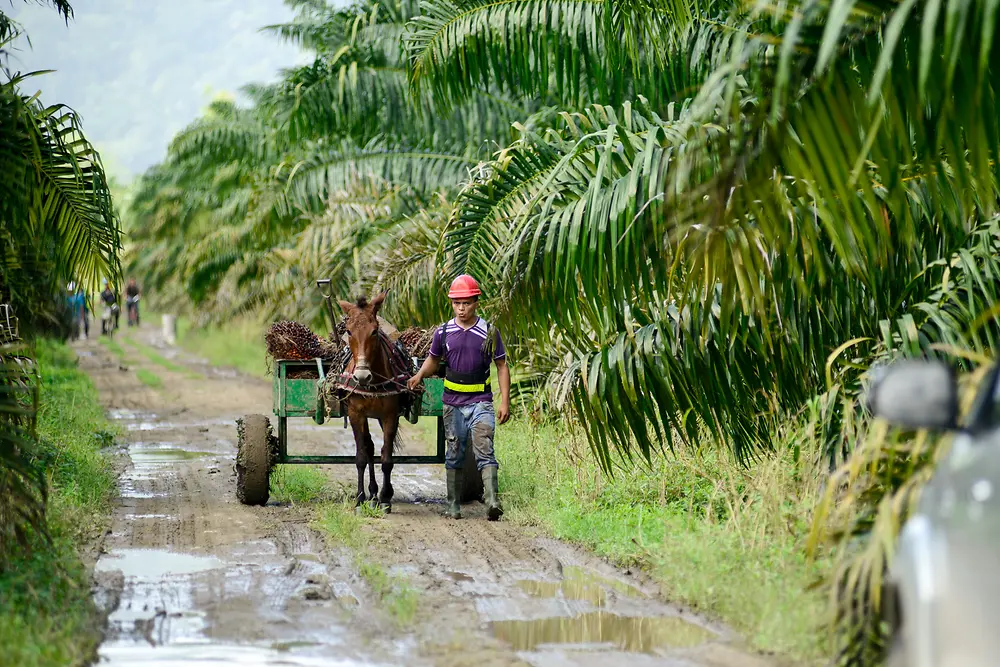 A farmer walks down a dirt road- leading a horse and cart