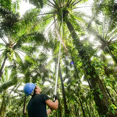 A Honduran farmer working with a palm tree