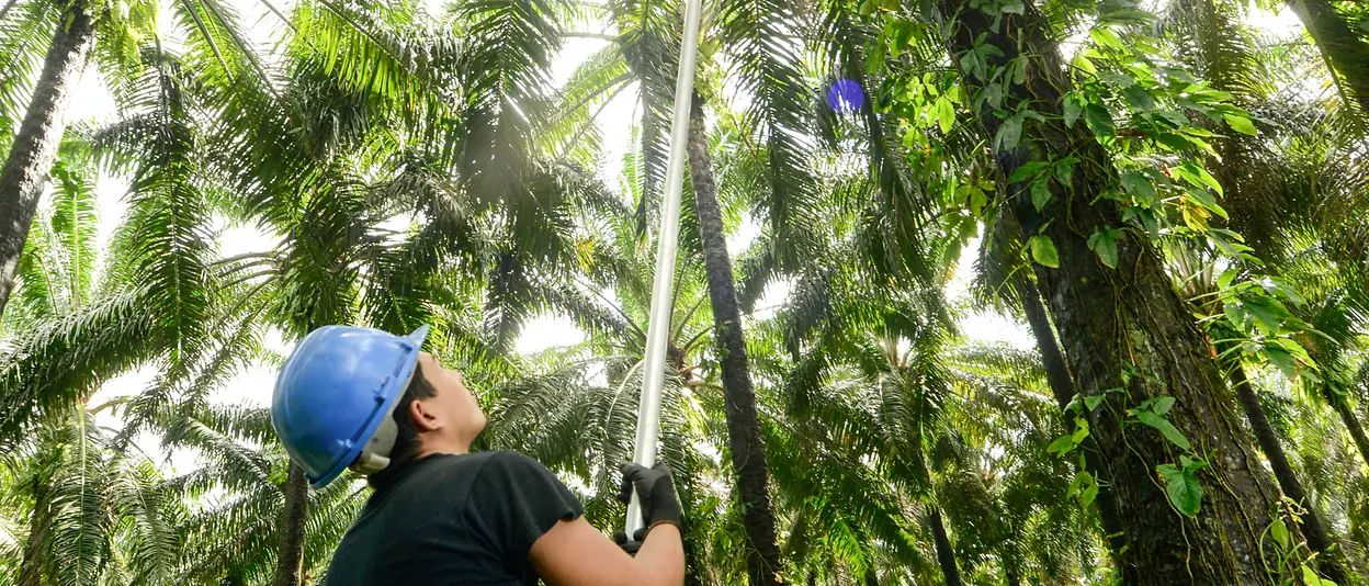A Honduran farmer working with a palm tree