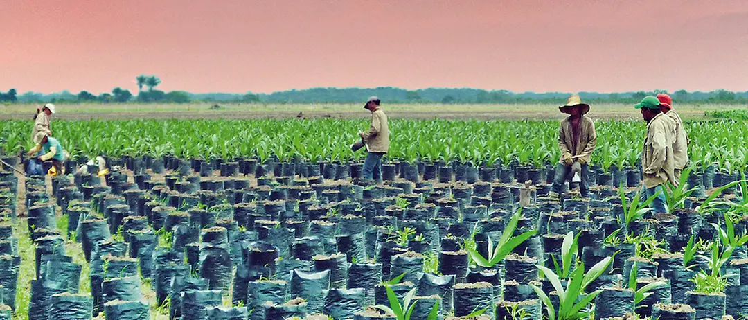 palm oil farmers in a field in Colombia