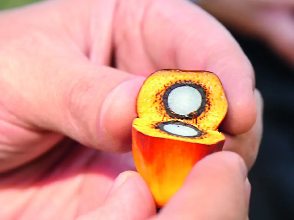 RSPO