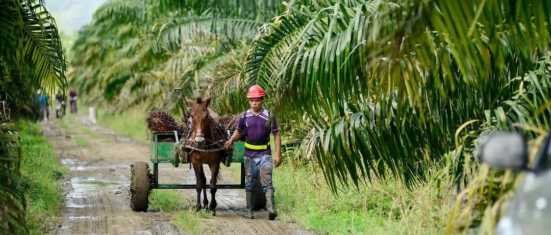 A palm oil farmer is walking next to his cart pulled by a horse through his farm