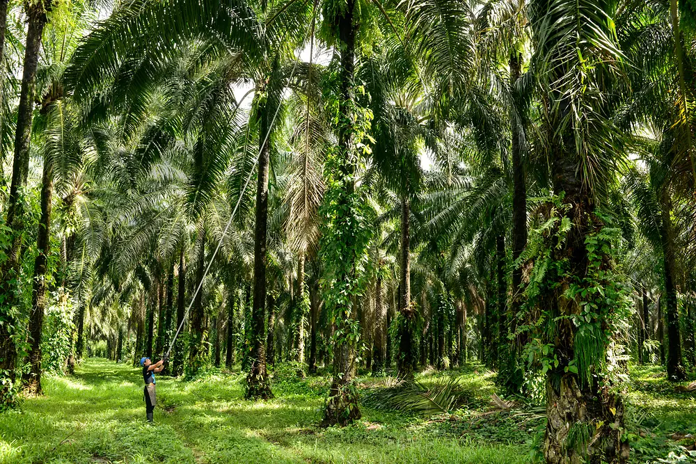 棕櫚樹種植
