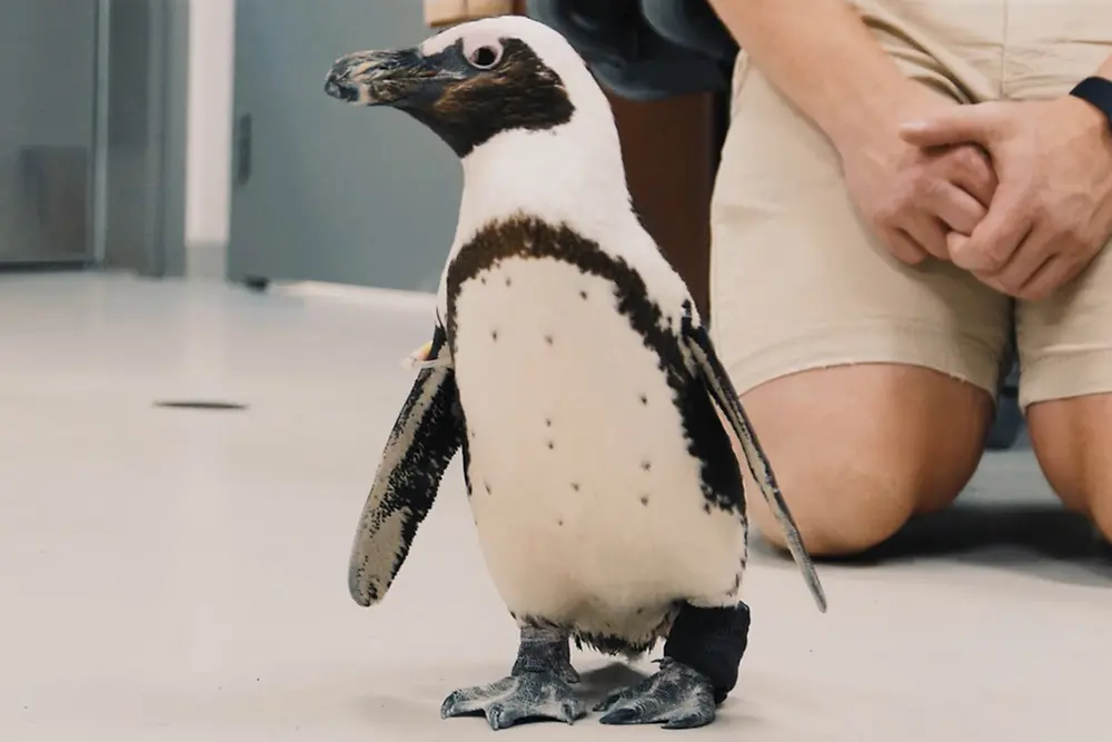 Purps the penguin