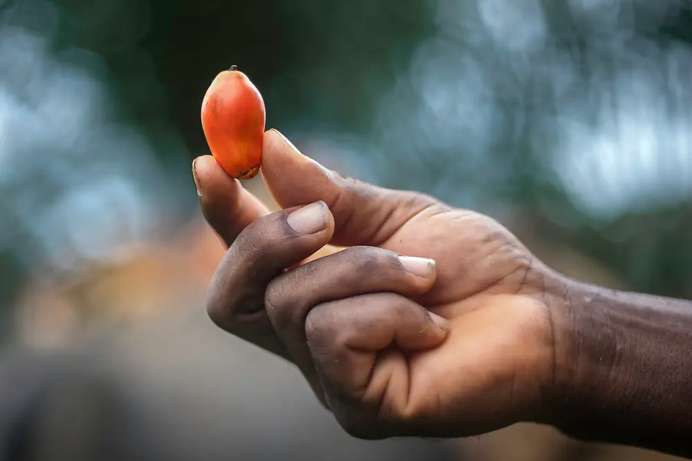 Fresh palm fruit held between fingertips with natural light highlighting its smooth surface.
