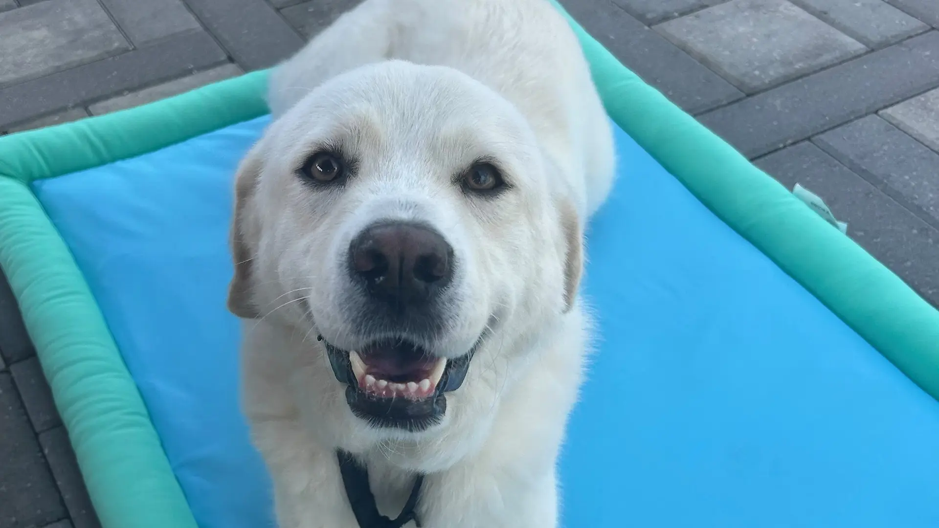 Ellie, the rescue dog