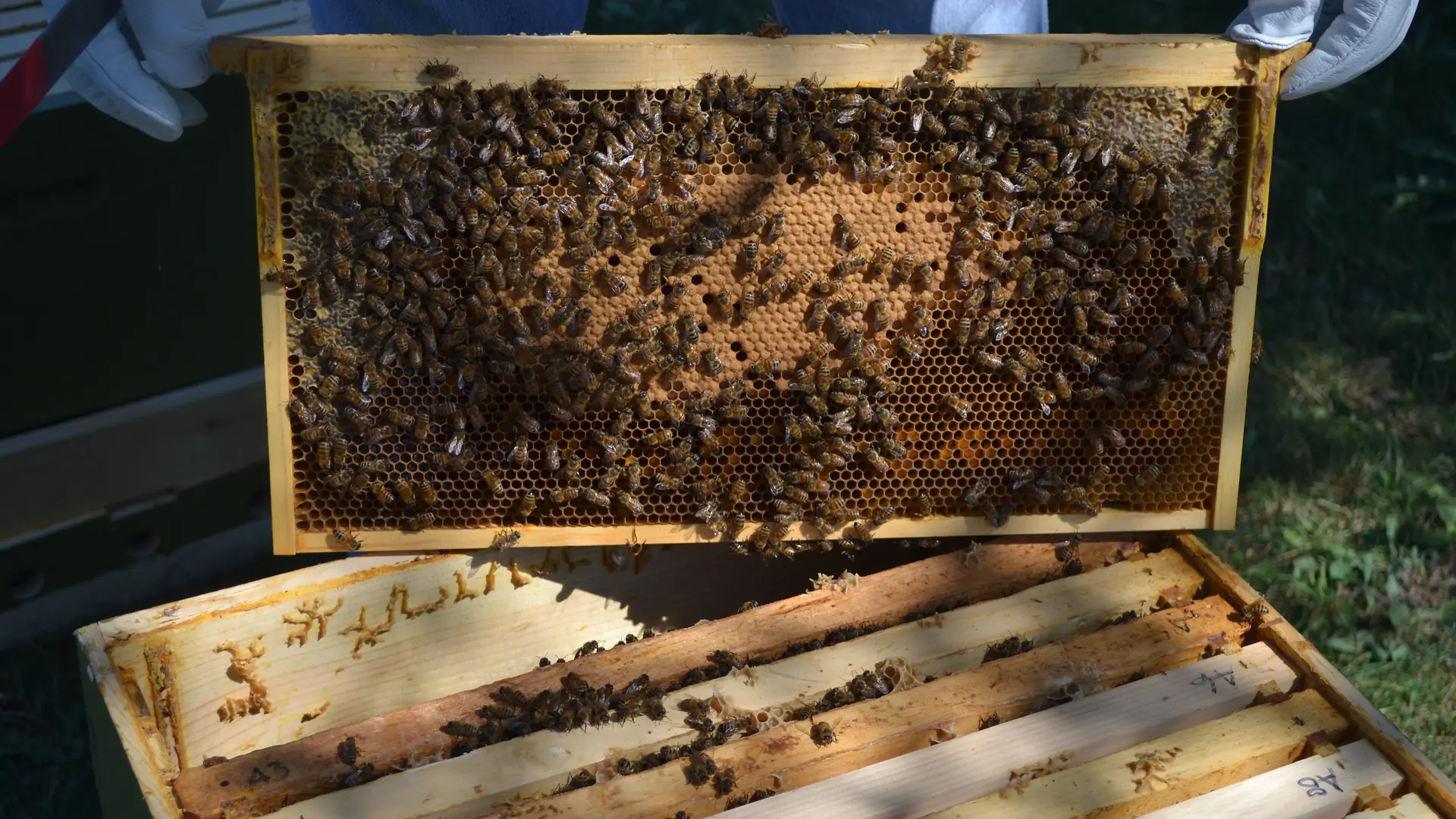 Pioneers for Good: L.D. Pierce