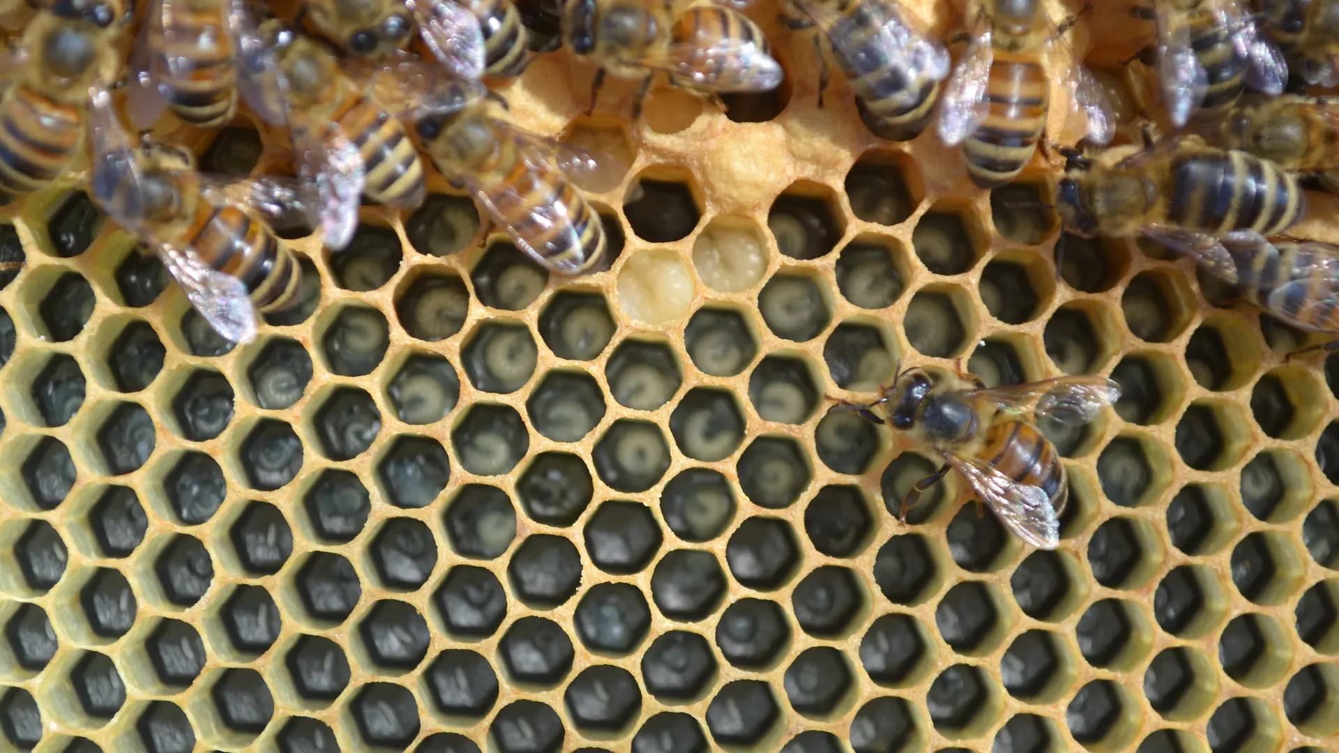 Pioneers for Good: L.D. Pierce