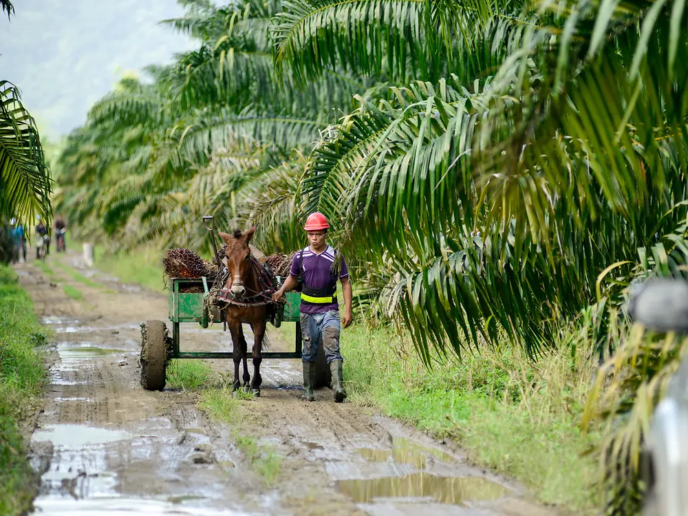 Man and horse on sustainable palm oil plantation in Honduras.