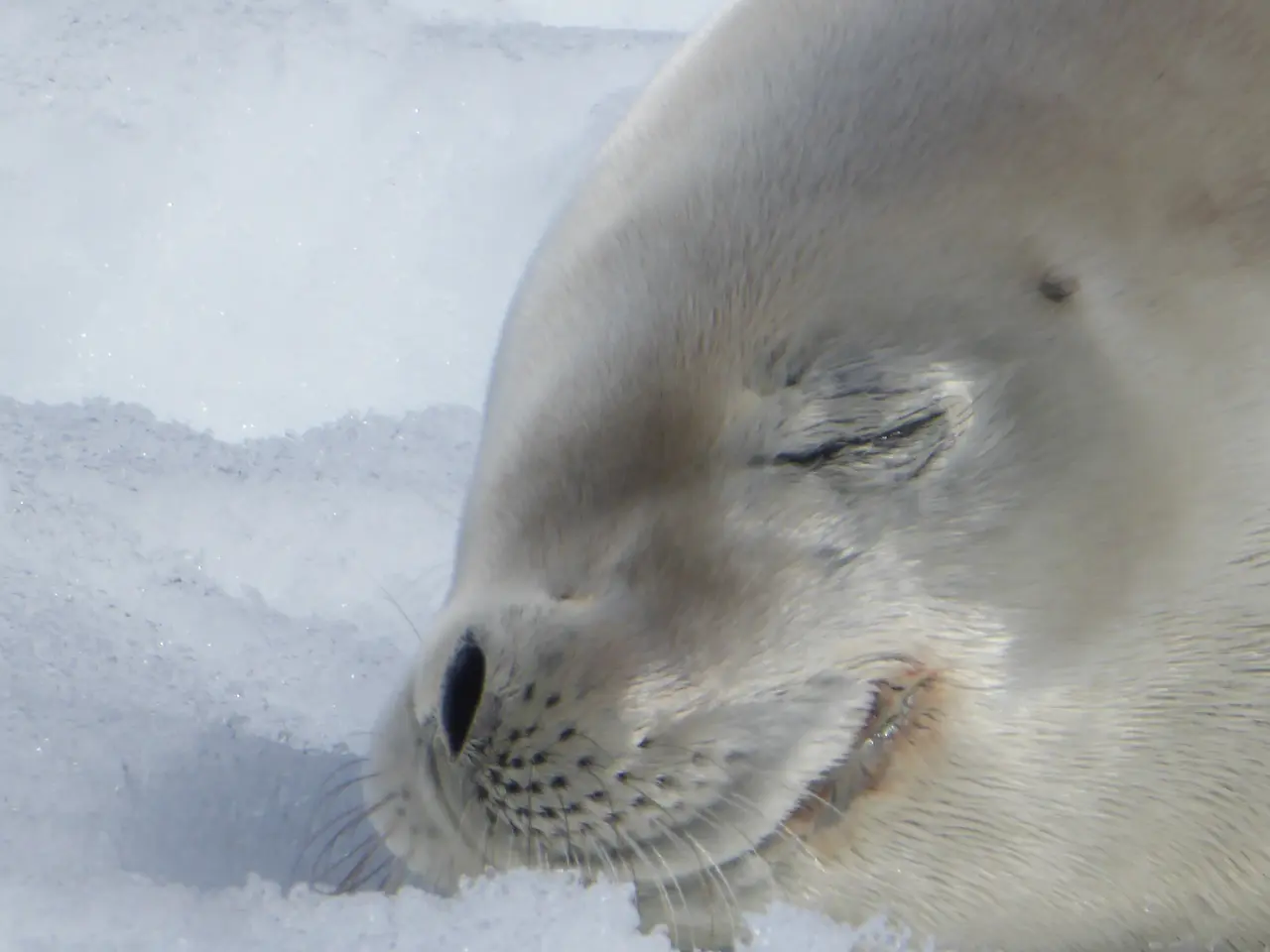Resident wildlife, like this baby sea lion, are unphased by expedition visitors.