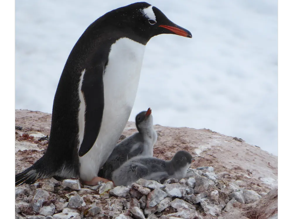 A mother penguin diligently protects her offspring until they shed their fur and develop waterproof feathers.