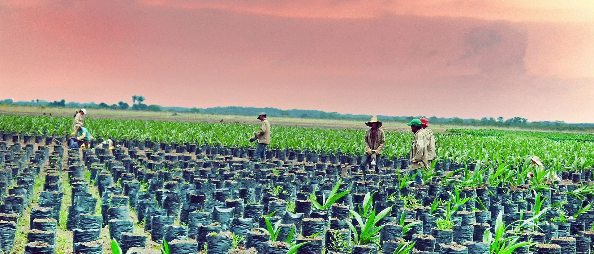 5 productores de aceite de palma de Colombia en un campo 